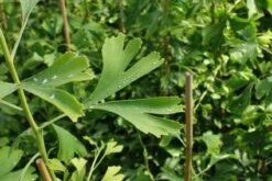 Japanse Notenboom (Ginkgo Biloba) -Garden Plants Series Store 20130121120928 10 1