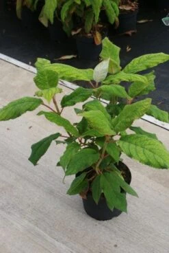 Fluweelhortensia (Hydrangea Aspera 'Macrophylla') -Garden Plants Series Store 20130121123911 6