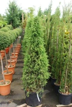 Jeneverbes (Juniperus Communis 'Hibernica') -Garden Plants Series Store 20130121125813 7