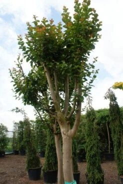 Roze Lagerstroemia Als Boom (Lagerstroemia Indica) -Garden Plants Series Store 20130121162344 9 1