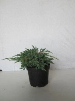 Jeneverbes (Juniperus Squamata 'Blue Carpet') -Garden Plants Series Store 20130125154733 4
