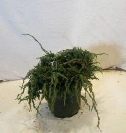 Jeneverbes (Juniperus Squamata 'Blue Carpet') -Garden Plants Series Store 20130125154745 4 1