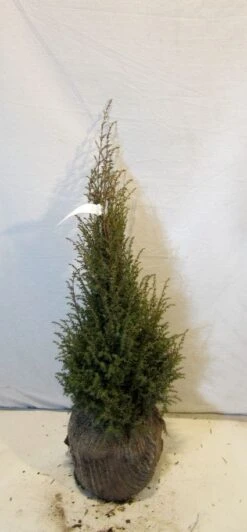 Jeneverbes (Juniperus Communis 'Hibernica') -Garden Plants Series Store 20130125161445 7