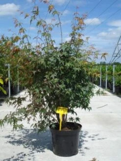 Japanse Esdoorn (Acer Palmatum) -Garden Plants Series Store 20130214095740 11 1