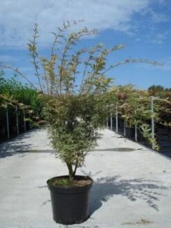 Japanse Esdoorn (Acer Palmatum 'Butterfly') -Garden Plants Series Store 20130214100424 8