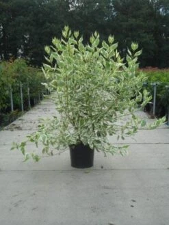 Bonte Kornoelje (Cornus Alba 'Elegantissima') -Garden Plants Series Store 20130214103242 3 1