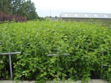 Kornoelje (Cornus Alba 'Sibirica') 9 Kornoelje (Cornus Alba 'Sibirica') - Image 7