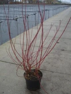 Kornoelje (Cornus Alba 'Sibirica') 12 Kornoelje (Cornus Alba 'Sibirica') -Garden Plants Series Store 20130214103537 6