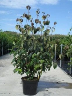 Kornoelje (Cornus Kousa 'China Girl') -Garden Plants Series Store 20130214104328 8