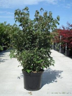 Japanse Kornoelje (Cornus Kousa) -Garden Plants Series Store 20130214105009 24 12 12 1