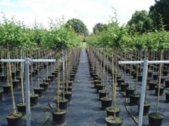 Rode Meidoorn (Crataegus Laevigata 'Paul's Scarlet') -Garden Plants Series Store 20130214111754 14