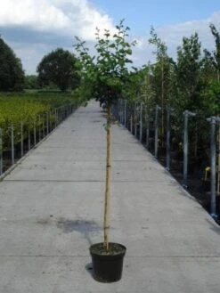 Rode Meidoorn (Crataegus Laevigata 'Paul's Scarlet') -Garden Plants Series Store 20130214111804 14