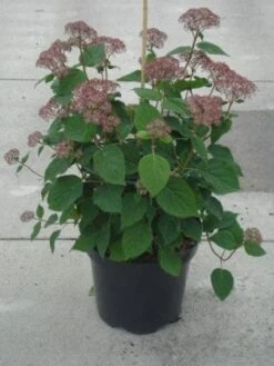 Hortensia (Hydrangea 'Pink Annabelle') -Garden Plants Series Store 20130214115155 1