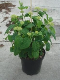 Hortensia (Hydrangea 'Strong Annabelle') 26 Hortensia (Hydrangea 'Strong Annabelle') -Garden Plants Series Store 20130214115328 1