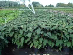 Fluweelhortensia (Hydrangea Aspera 'Macrophylla') -Garden Plants Series Store 20130214115506 6