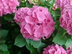 Hortensia Roze (Hydrangea 'Forever&Ever' Pink) -Garden Plants Series Store 20130214125745 1
