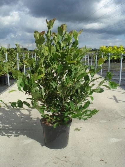 Stermagnolia (Magnolia Stellata) 9 Stermagnolia (Magnolia Stellata) - Image 7