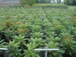 Mahoniestruik (Mahonia Media 'Winter Sun') -Garden Plants Series Store 20130214142529 11