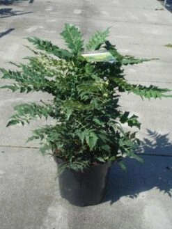 Mahoniestruik (Mahonia Media 'Winter Sun') -Garden Plants Series Store 20130214142545 11