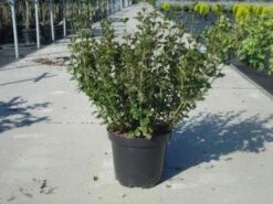 Dwerg Sering (Syringa Meyeri 'Palibin') -Garden Plants Series Store 20130214162629 6