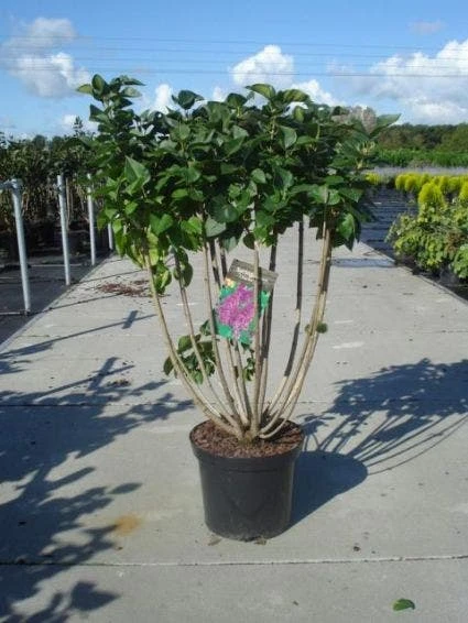 Sering (Syringa Vulgaris 'Michel Buchner') 3 Sering (Syringa Vulgaris 'Michel Buchner')