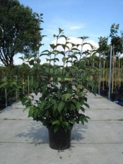 Sneeuwbal (Viburnum Bodnantense 'Dawn') -Garden Plants Series Store 20130215094907 35 7