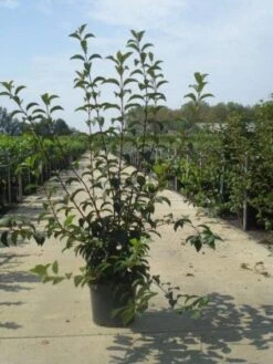 Sneeuwbal (Viburnum Bodnantense 'Charles Lamont') 13 Sneeuwbal (Viburnum Bodnantense 'Charles Lamont') -Garden Plants Series Store 20130215095158 4