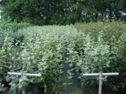 Sneeuwbal (Viburnum Carlcephalum) -Garden Plants Series Store 20130215095422 11