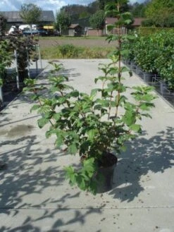 Sneeuwbal (Viburnum Opulus 'Roseum') -Garden Plants Series Store 20130215100016 9 1