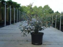 Sneeuwbal (Viburnum Bodnantense 'Dawn') -Garden Plants Series Store 20130215100739 1 1