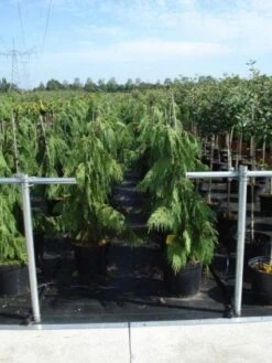 Cypres (Chamaecyparis Nootkatensis 'Pendula') -Garden Plants Series Store 20130215102146 4