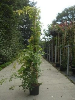 Blauwe Regen (Wisteria Sinensis) -Garden Plants Series Store 20130215105427 13