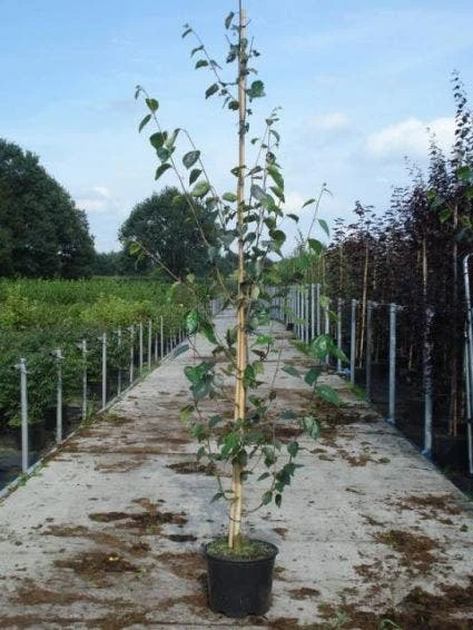 Witte Berk (Betula Utilis 'Doorenbos') 6 Witte Berk (Betula Utilis 'Doorenbos') - Image 4