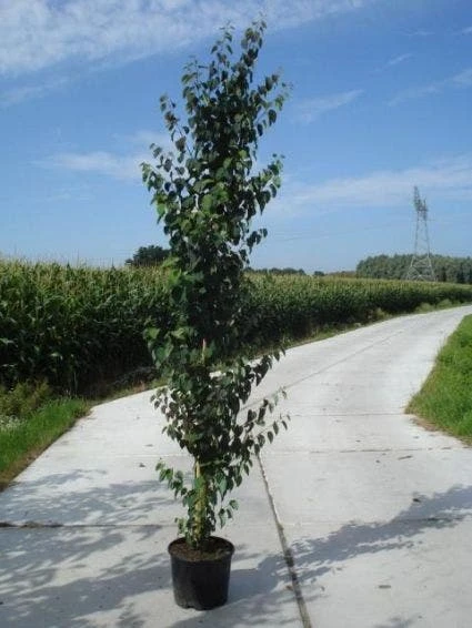 Katsoera Als Boom (Cercidiphyllum Japonicum) 3 Katsoera Als Boom (Cercidiphyllum Japonicum)