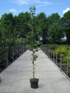 Japanse Notenboom (Ginkgo Biloba) -Garden Plants Series Store 20130215114856 10 1