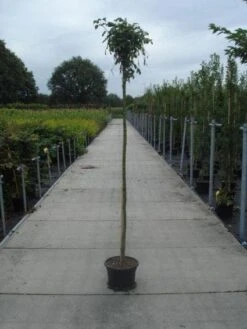 Gouden Regen Als Boom (Laburnum Watereri 'Vossii') -Garden Plants Series Store 20130215115046 7