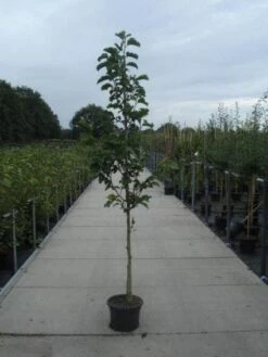 Beverboom (Magnolia Kobus) -Garden Plants Series Store 20130215115339 7 1