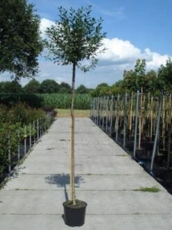 Bolprunus (Prunus Eminens 'Umbraculifera') -Garden Plants Series Store 20130215115558 16