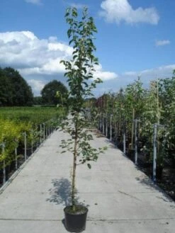Chinese Sierpeer (Pyrus Calleryana 'Chanticleer') 16 Chinese Sierpeer (Pyrus Calleryana 'Chanticleer') -Garden Plants Series Store 20130215115633 19