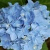 Hortensia Blauw (Hydrangea 'Forever&Ever') -Garden Plants Series Store 20130312215137 1