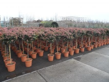 Sneeuwbal Op Stam (Viburnum Tinus 'Eve Price') 7 Sneeuwbal Op Stam (Viburnum Tinus 'Eve Price') - Image 5