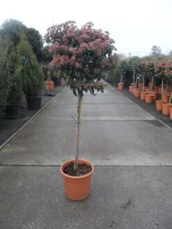 Sneeuwbal Op Stam (Viburnum Tinus 'Eve Price') -Garden Plants Series Store 20130316135206 4 1