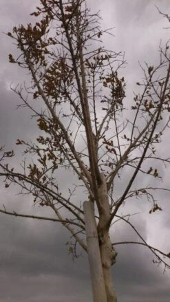 Roze Lagerstroemia Als Boom (Lagerstroemia Indica) -Garden Plants Series Store 20130522141211 8 1