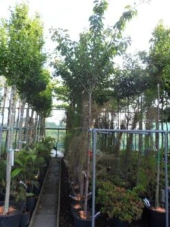 Japanse Sierkers (Prunus Serrulata 'Kanzan') -Garden Plants Series Store 20130703100803 16 1