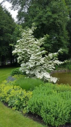 Kornoelje (Cornus Kousa 'China Girl') -Garden Plants Series Store 20160612 161445 resized