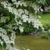 Kornoelje (Cornus Kousa 'China Girl') -Garden Plants Series Store 20160612 161509 resized