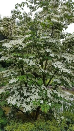 Kornoelje (Cornus Kousa 'China Girl') -Garden Plants Series Store 20160612 161527 resized