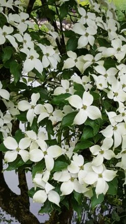Kornoelje (Cornus Kousa 'China Girl') -Garden Plants Series Store 20160612 161716 resized