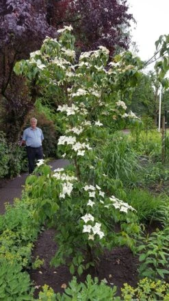 Kornoelje (Cornus Kousa 'China Girl') -Garden Plants Series Store 20160612 162702 resized