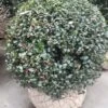 Hulst In Bolvorm (Ilex Altaclerensis ‘Camelliifolia’) -Garden Plants Series Store 20190116 142329 resized 1